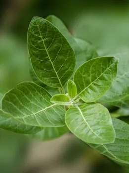 ashwagandha for weight loss (unsplash)