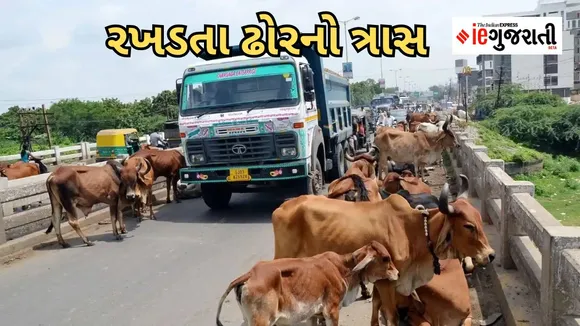 Stray Cattle | Gujarat High Court