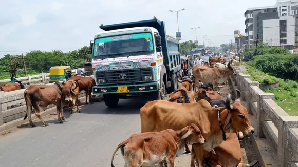 Rajkot Stray cattle Policy | New Rules
