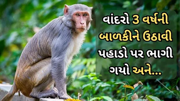 monkey picked up the girl