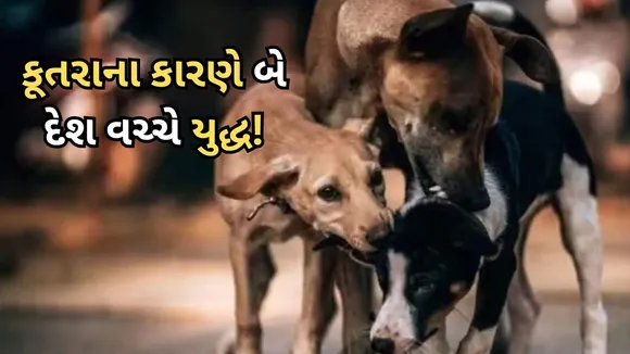 war of the stray dog | Stray Dogs Fight
