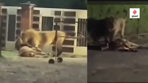 Gir Lion video | Gir Lion Killed Cow Viral Video | Gir Lion Video Viral | Amreli Lion Video