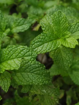 Foods for glowing skin anti aging diet for skin beauty tips gujarati news