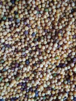 Foods for glowing skin anti aging diet for skin beauty tips gujarati news