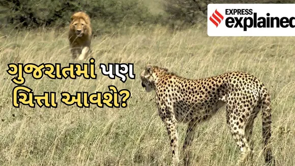 Cheetahs in Gujarat