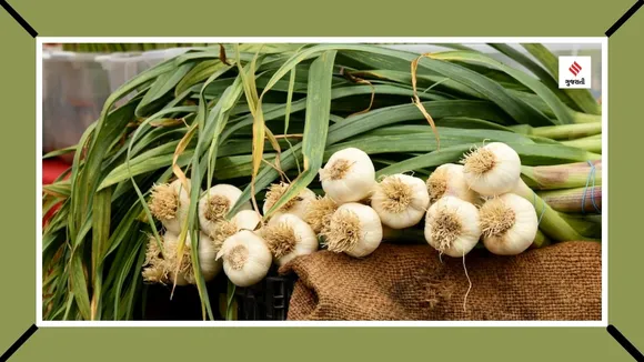 health benefits of garlic health tips gujarati news