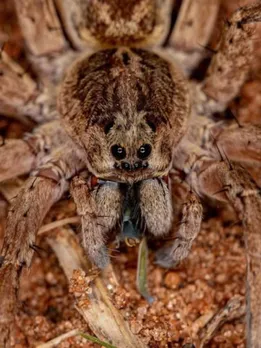 Wolf spider does not spin webs, it also hunts like a wolf