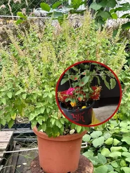 which day to plant tulsi at home