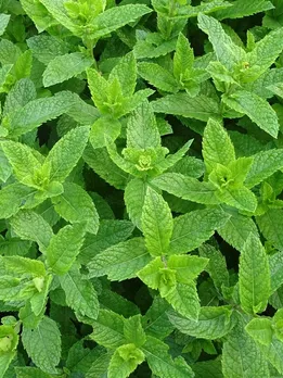 Benefits Peppermint Leaves Health Tips Gujarati News
