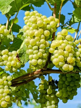Health benefits of Grapes health tips gujarati news