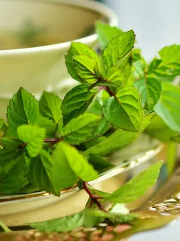 Benefits Peppermint Leaves Health Tips Gujarati News