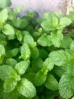 Benefits Peppermint Leaves Health Tips Gujarati News