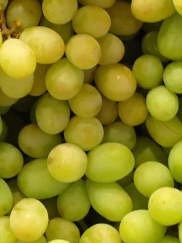Health benefits of Grapes health tips gujarati news