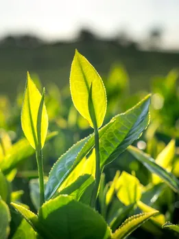 Masala Tea making tips Mistake To Avoid Making Masala chai health tips gujarati news