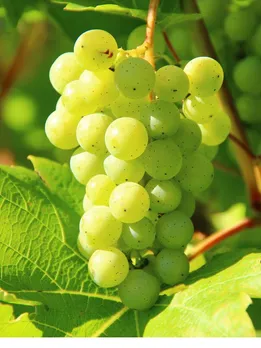 Health benefits of Grapes health tips gujarati news