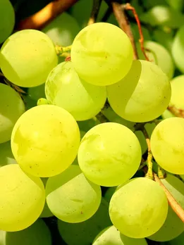 Health benefits of Grapes health tips gujarati news