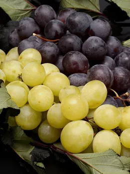 Health benefits of Grapes health tips gujarati news