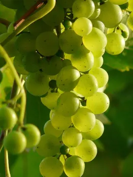 Health benefits of Grapes health tips gujarati news