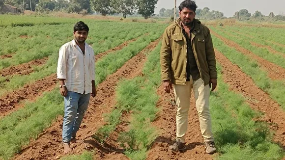 fennel Cultivation in Gujarat
