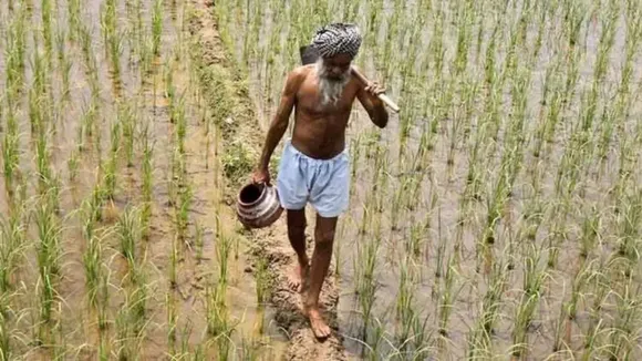 Kharif crops MSP, Kharif crops, MSP