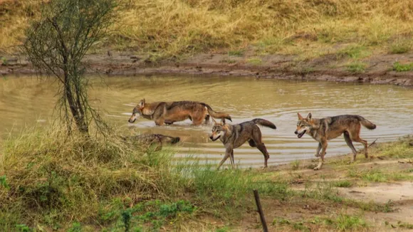 wolves in forests of Gujarat