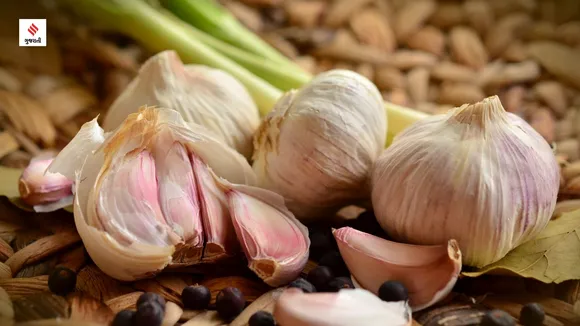 Garlic benefits cholesterol health tips gujarati news