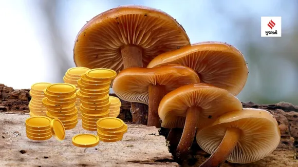 mushroom | gold from mushroom | gold | gold coin