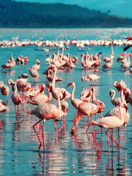 Travel Tips | Visa Free Countries | Gujarati News