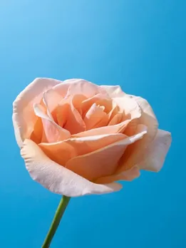  valentine day 2024 | happy rose day 2024 | valentine week 2024 |rose colours meaning | red rose | pink rose meaning | Yellow Rose Meaning | white rose meaning | Peach Rose Meaning