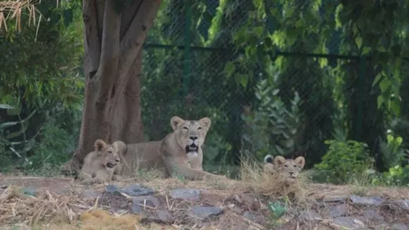 lion Leopard Wild animal deaths
