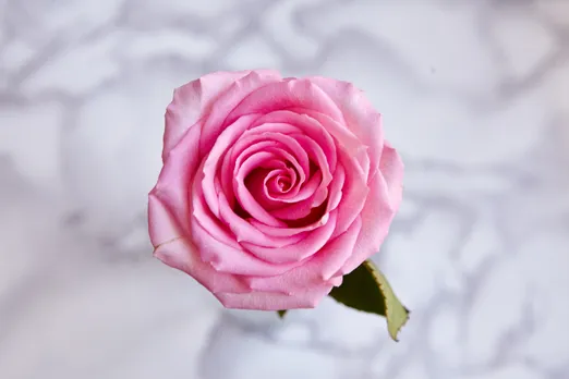  valentine day 2024 | happy rose day 2024 | valentine week 2024 |rose colours meaning | red rose | pink rose meaning | Yellow Rose Meaning | white rose meaning | Peach Rose Meaning