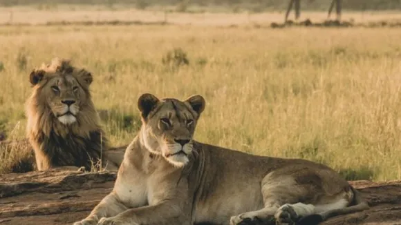 lions akbar and sita Controversy west Bengal