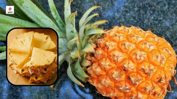 Pineapple Drink પાઈનેપલ ડ્રિંક ફાયદા અનાનસ લાઇફસ્ટાઇલ ન્યુઝ હેલ્થ ટીપ્સ