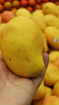 how to identify fresh mango photo