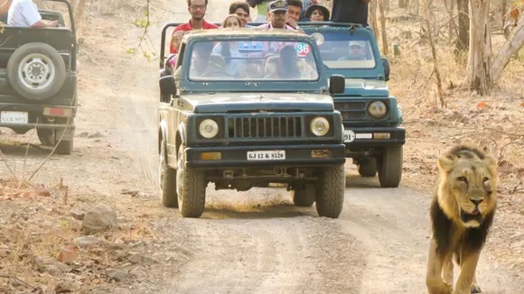 Gir National Park Safari