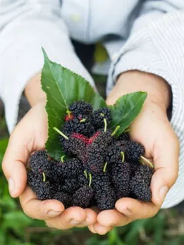 Handfull of Mulberry benefits