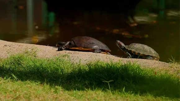 Indroda Nature Park Gandhi Nagar