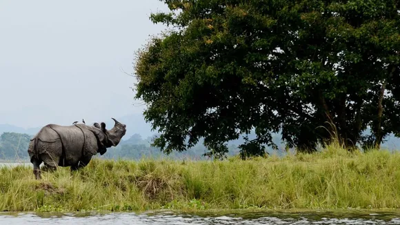 Kaziranga National Park, Assam