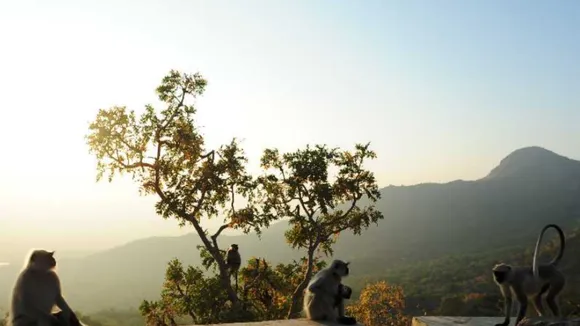 Mount Abu wildlife sanctuary