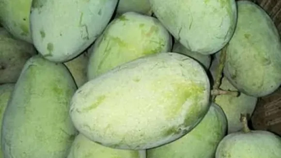 kesar mango price