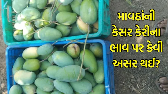 kesar mango price
