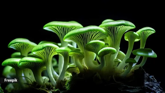 Bioluminescent Mushroom Glowing Rare Mushroom
