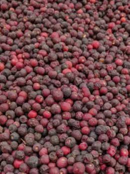 Summer Special : ફાલસાનું સેવન કરવાના ફાયદા