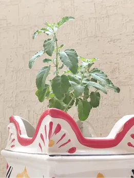 tulsi vastu tips, tulsi jal abhishek niyam, tulsi puja niyam