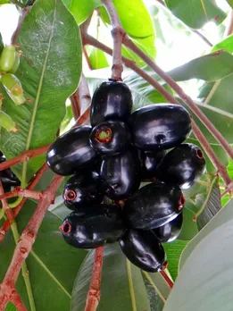 jamun seasonal fruit