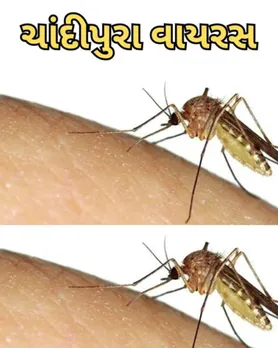 Chandipura virus Sand Fly