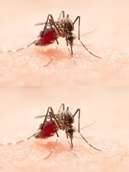 Dengue fever Health Tips