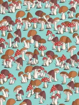 તસવીરમાં મશરુમ વચ્ચે છુપાયો છે ઉંદર, 9 સેકન્ડમાં શોધી લીધો તો તુટી જશે વર્લ્ડ રેકોર્ડ