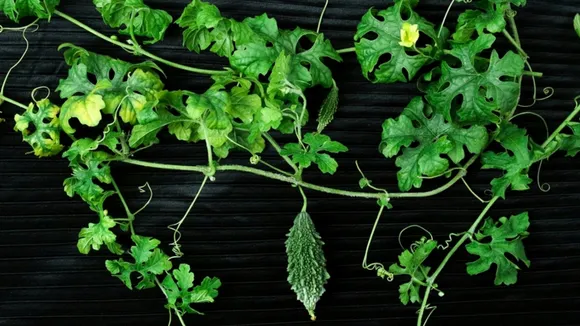 What not to Consume with Bitter Gourd