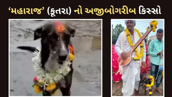 Missing Dog Ajab Gajab Case